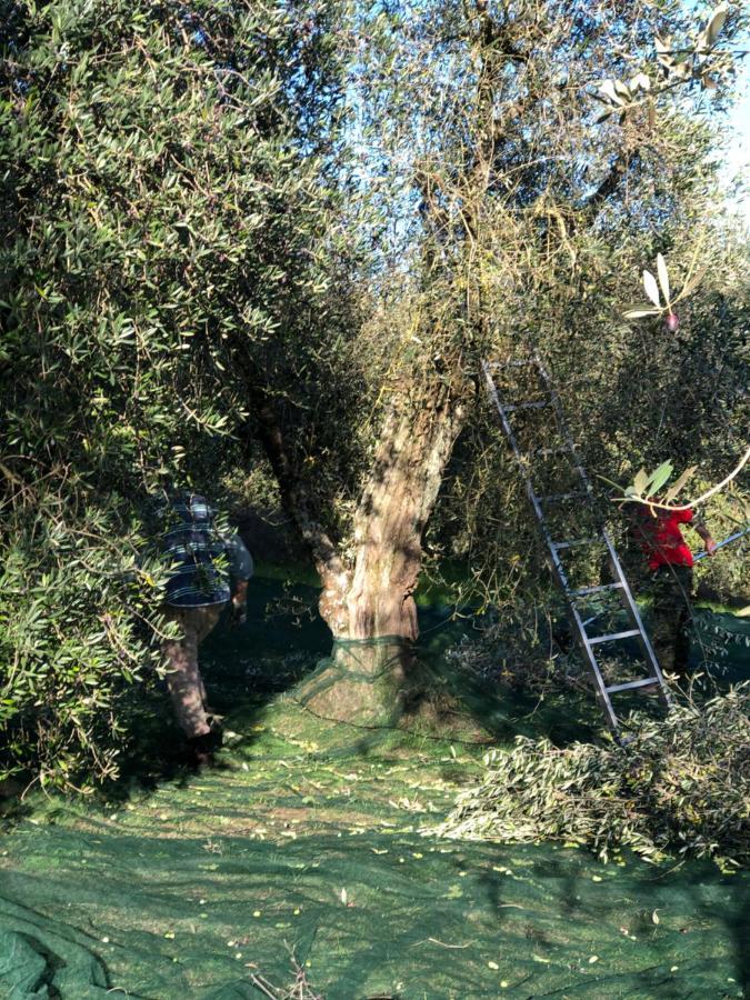 Il Borghetto Andrea Tafi Casa de hóspedes Lamporecchio Exterior foto